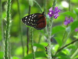 Image de Tithorea tarricina duenna Bates 1864