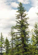 Larix occidentalis Nutt. resmi