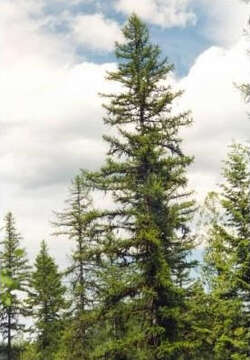 Image of western larch