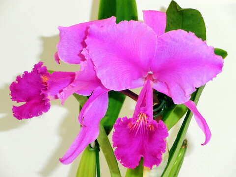 Imagem de Cattleya trianae Linden & Rchb. fil.