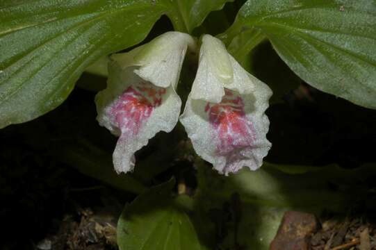 Image of Boesenbergia tiliifolia (Baker) Kuntze