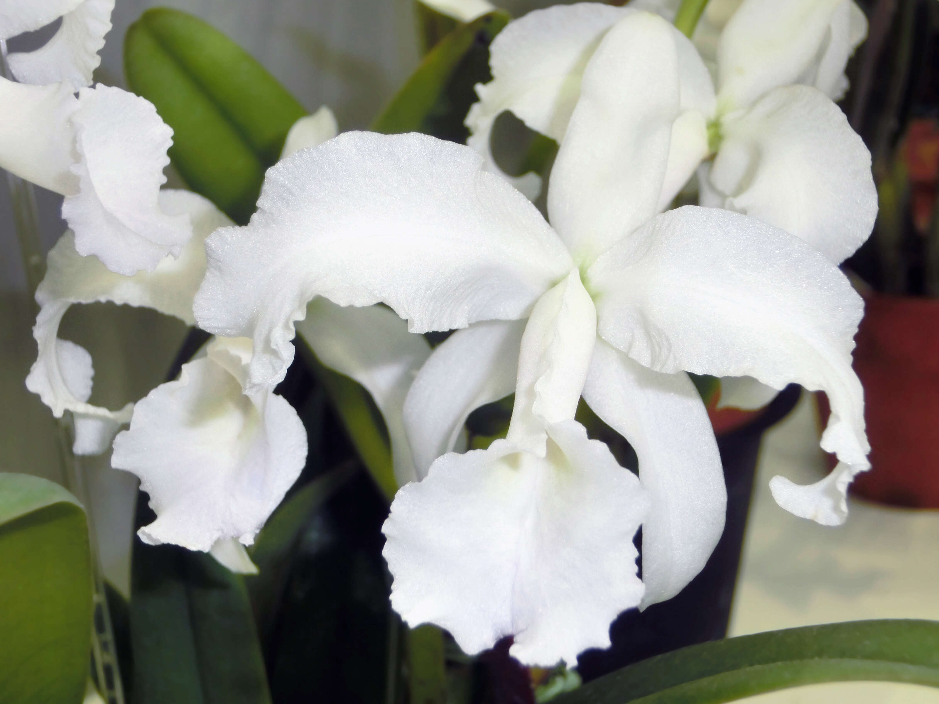 Image of Lawrencian Cattleya