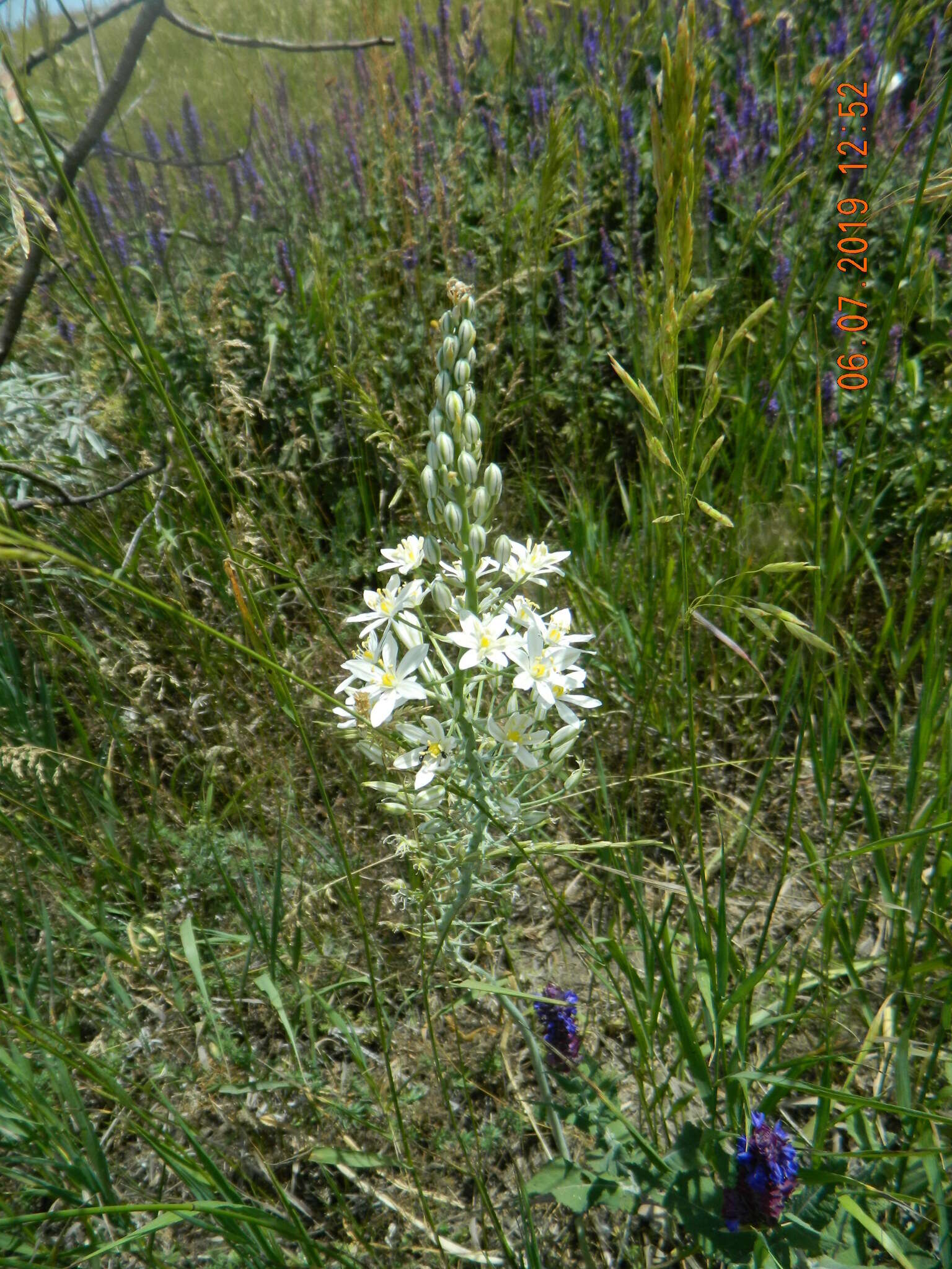 Image of Ornithogalum fischerianum Krasch.