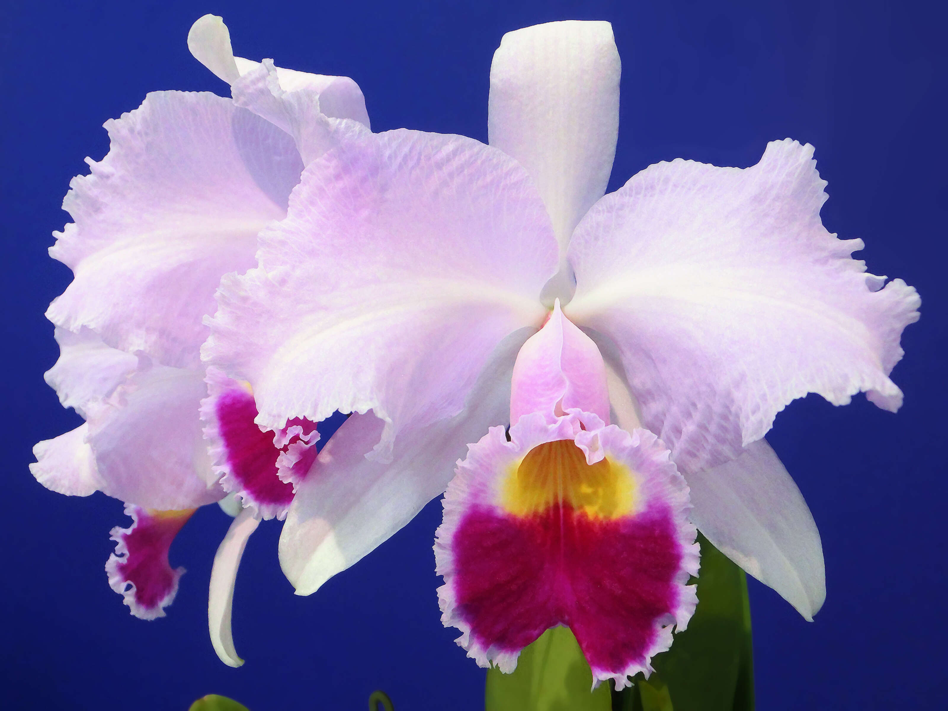 Imagem de Cattleya trianae Linden & Rchb. fil.