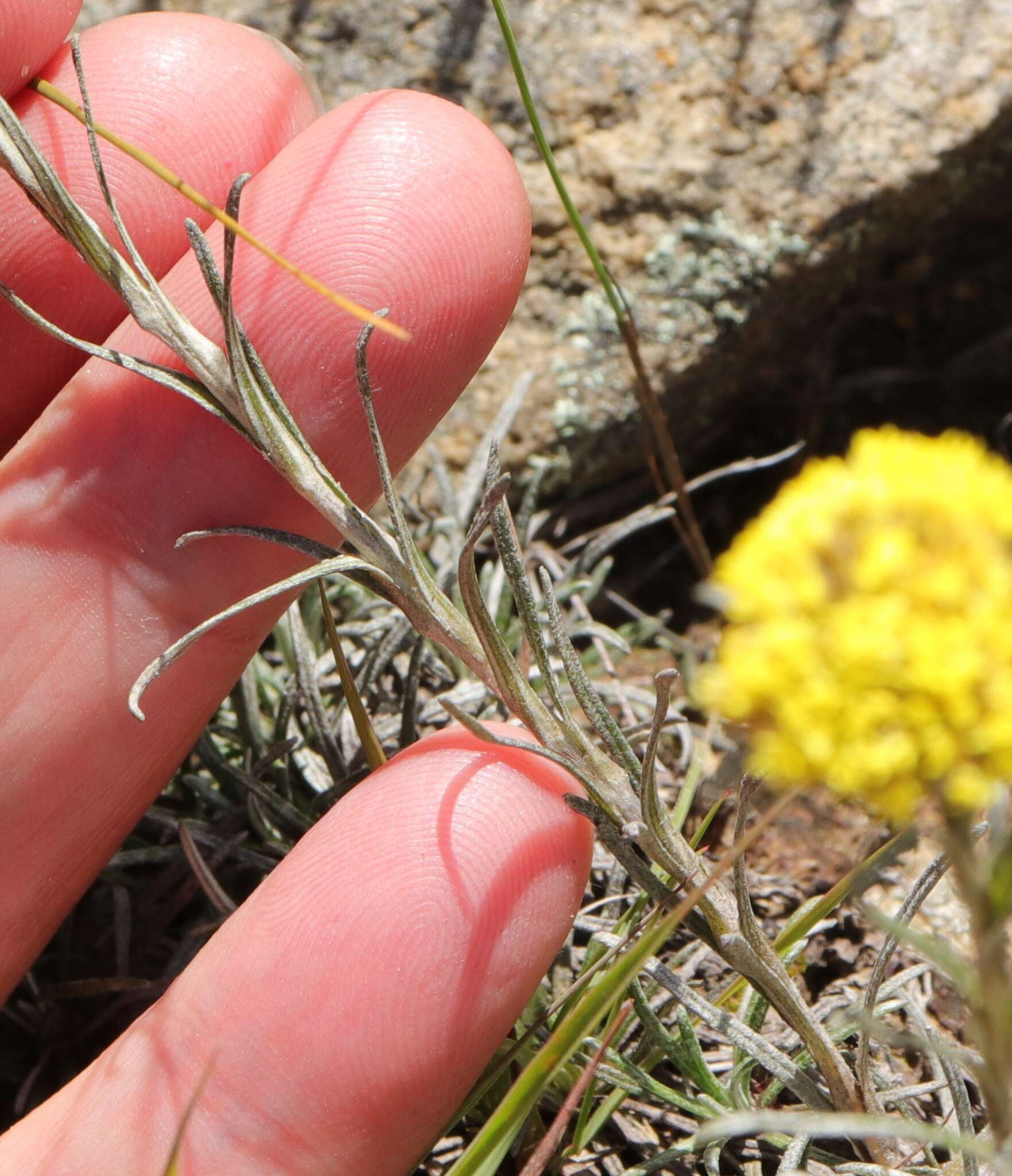 Image of Helichrysum subfalcatum Hilliard