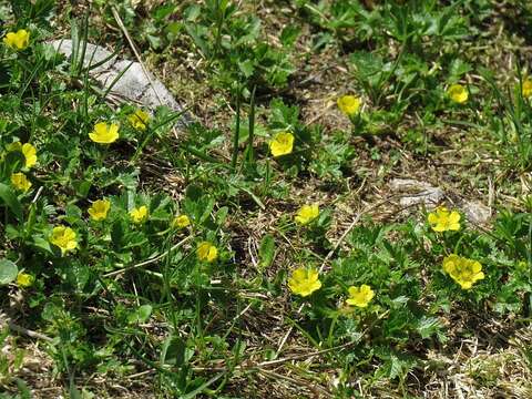 Image of Potentilla brauniana