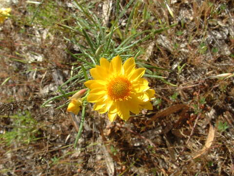 Plancia ëd Xerochrysum viscosum