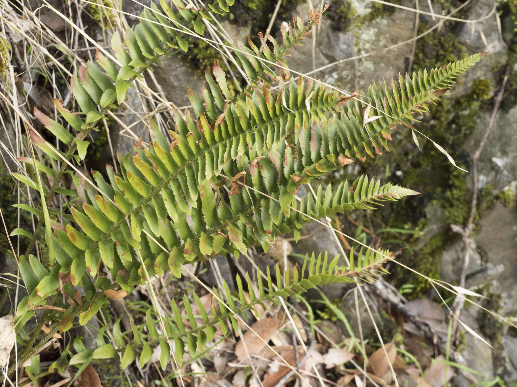 Image of narrowleaf swordfern