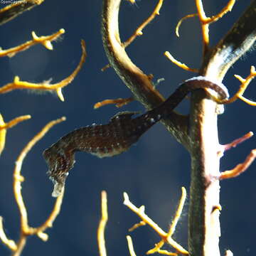 Image of Japanese Seahorse