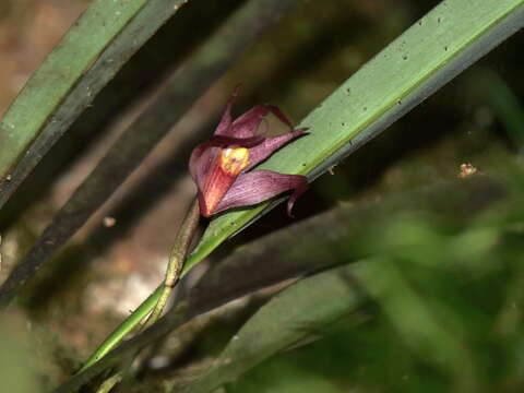 Image of Maxillaria thurstoniorum Dodson