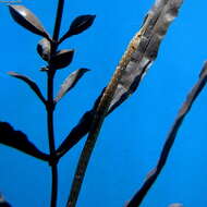 Image of Pacific Seaweed pipefish