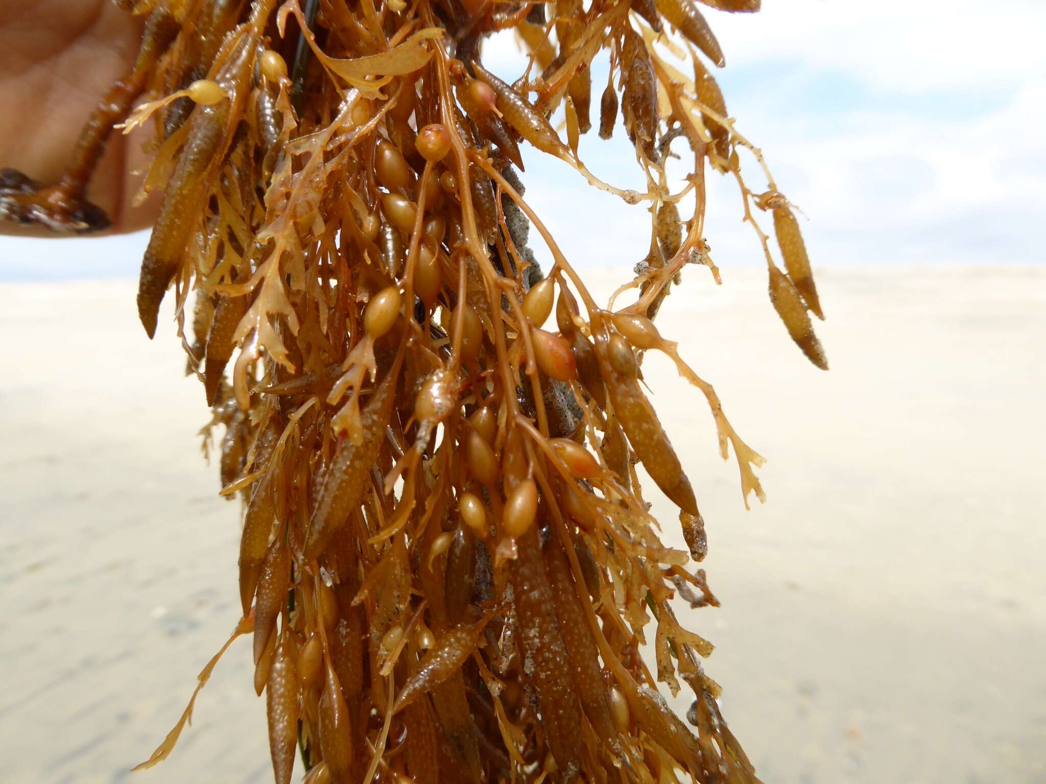 Sivun Sargassum horneri kuva