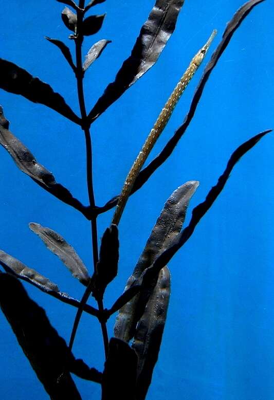 Image of Pacific Seaweed pipefish