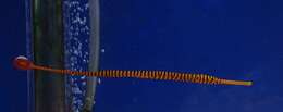 Image of Yellow banded pipefish