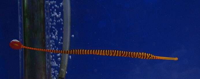 Image of Yellow banded pipefish