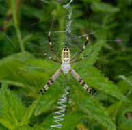 Image of Barbary Spider