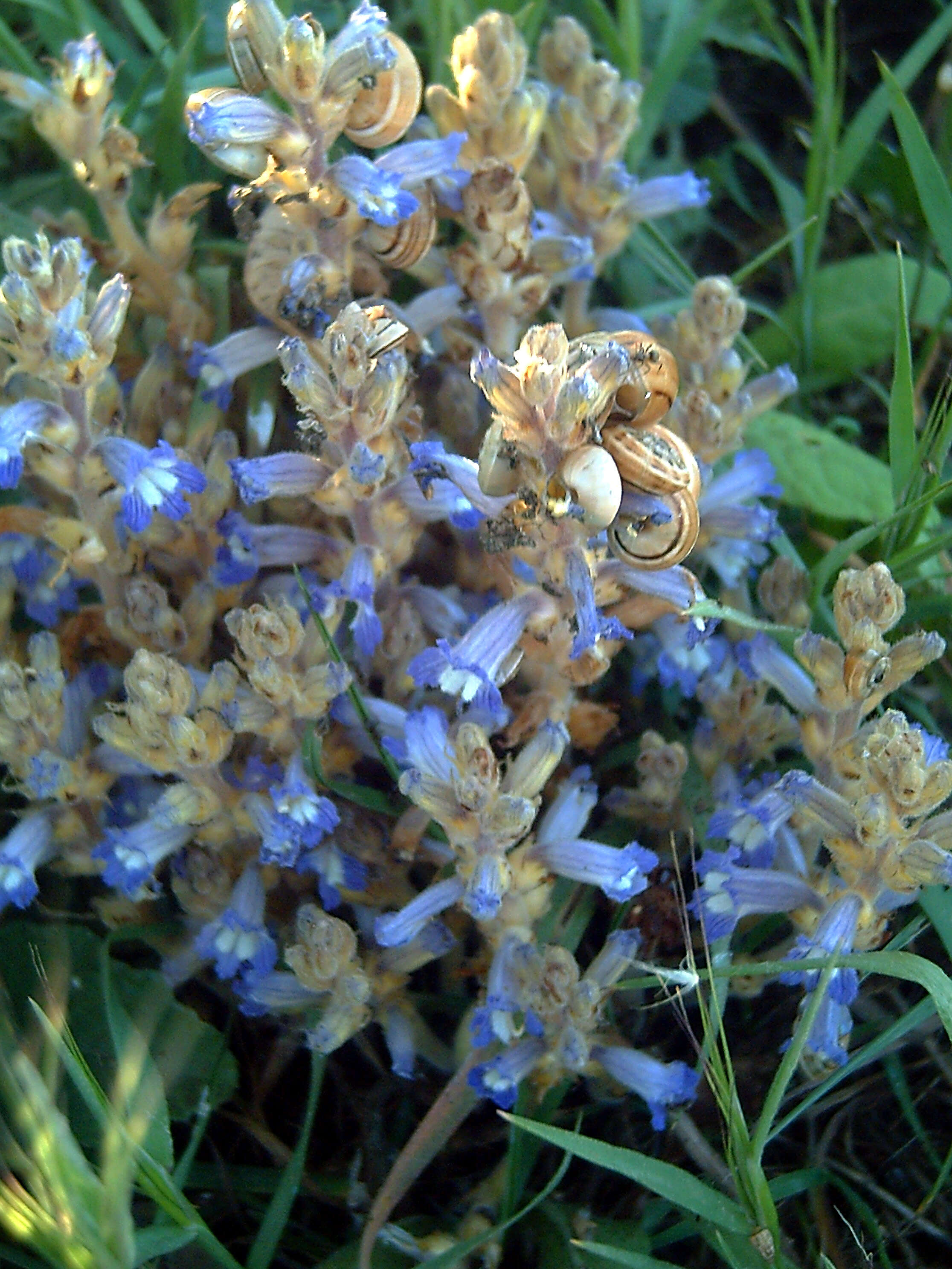 Image of Orobanche ramosa