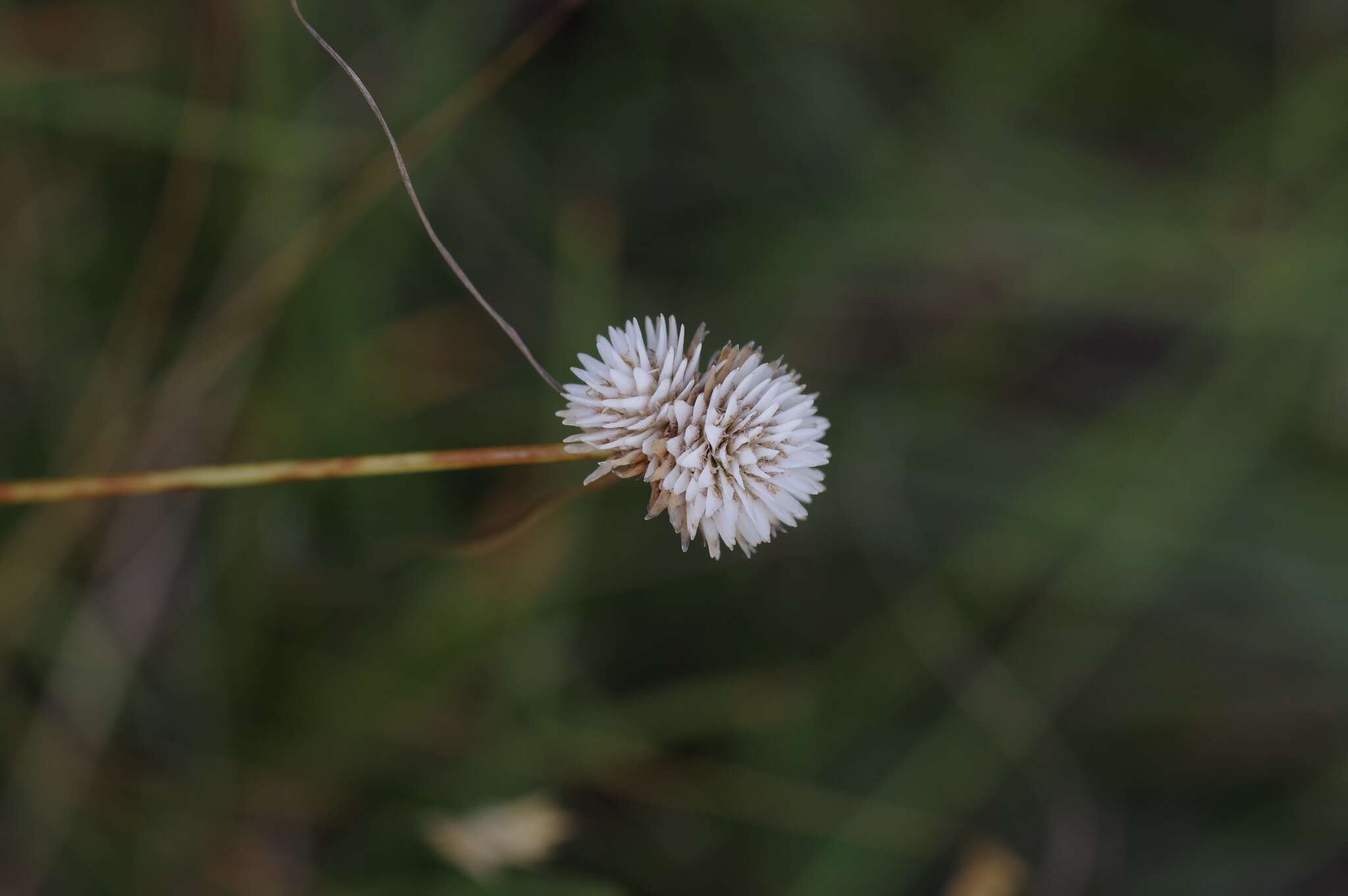 Image of Cyperus ascocapensis Bauters