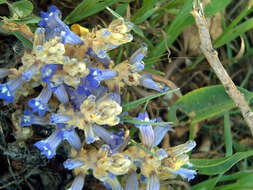 Image of Orobanche ramosa