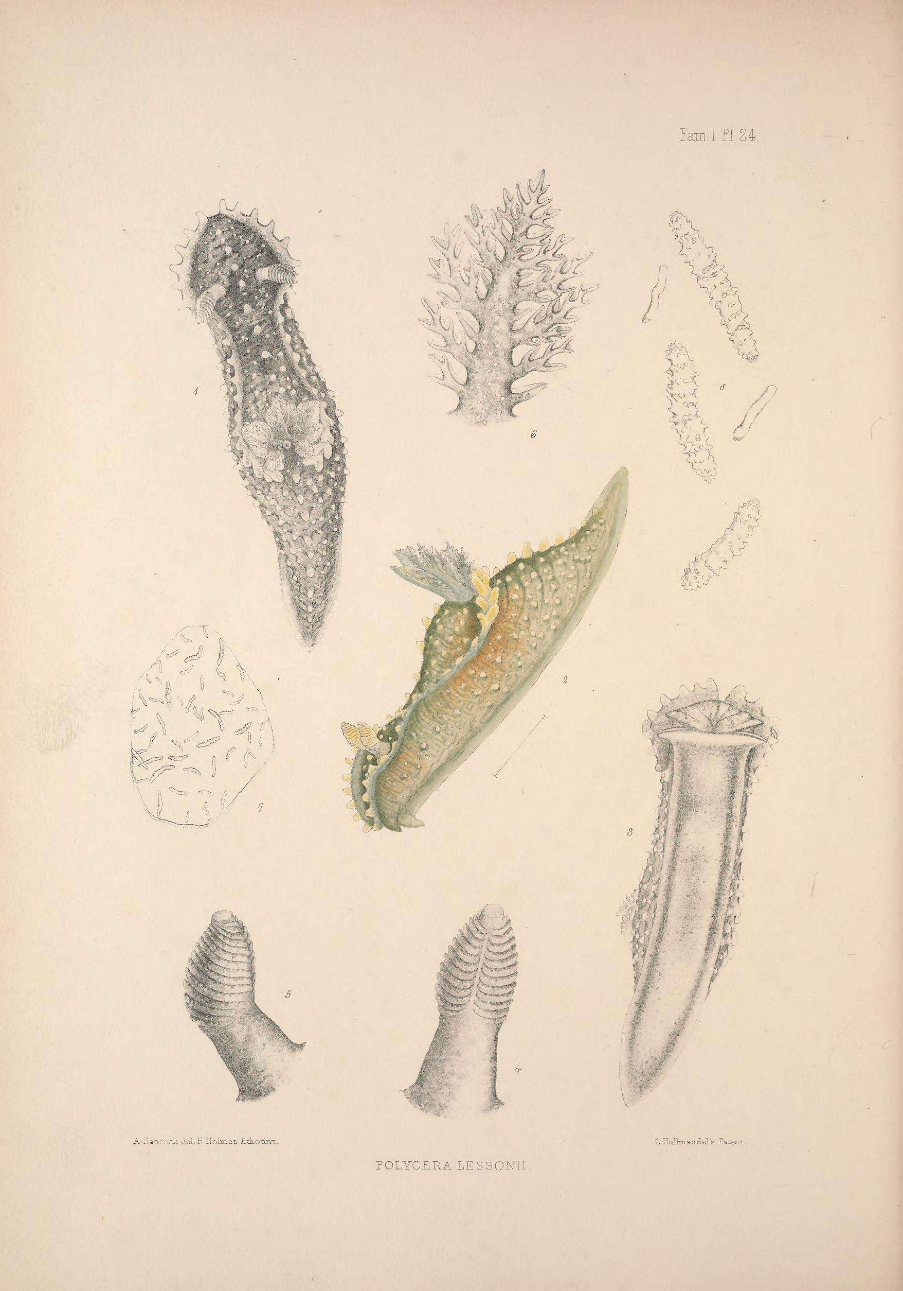 Image of Palio dubia (M. Sars 1829)