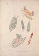 Image of Okenia leachii (Alder & Hancock 1854)