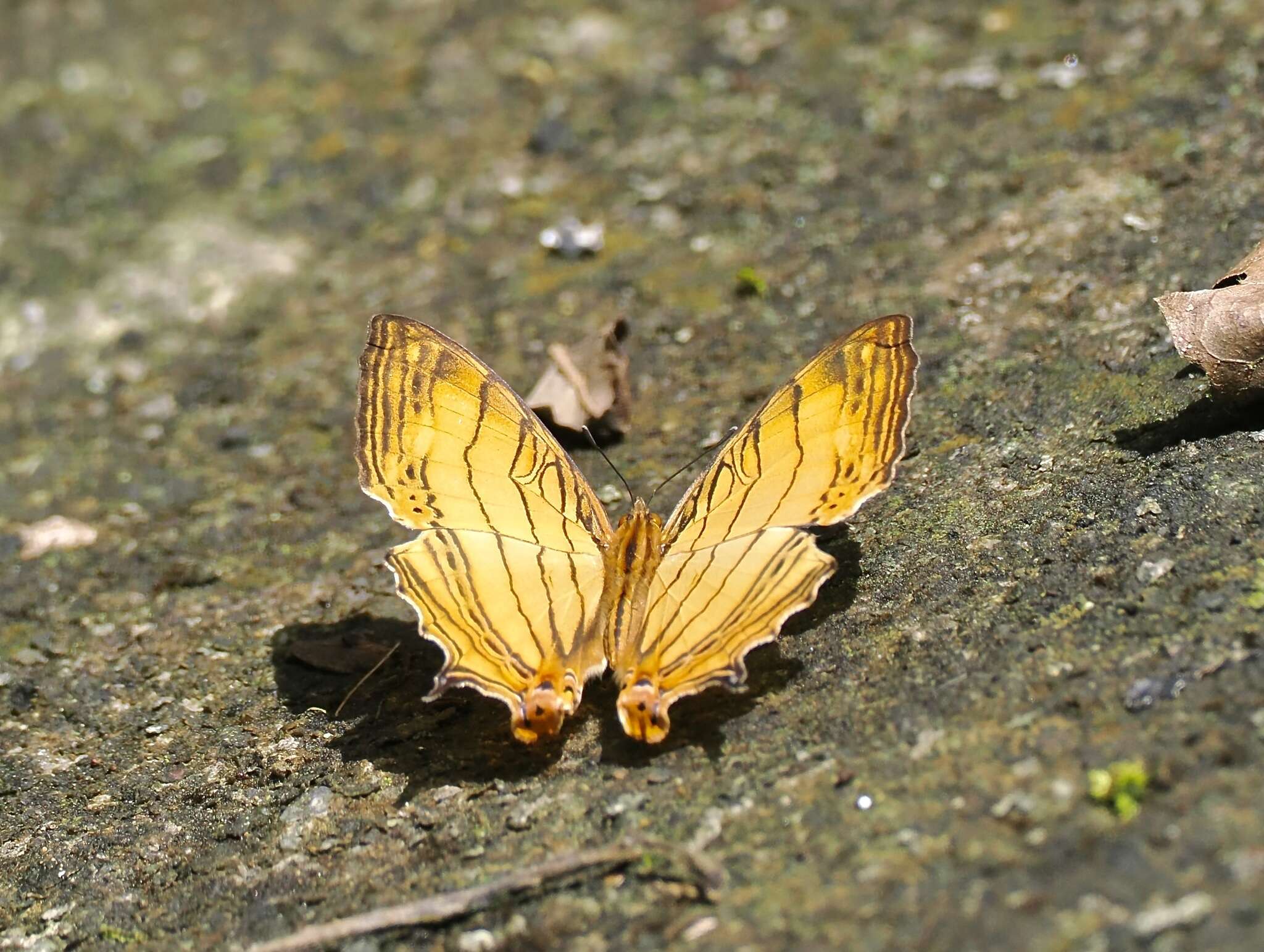 Image of Cyrestis lutea Zinken-Sommer 1831