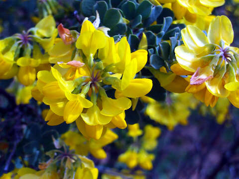 Image de Coronilla valentina L.