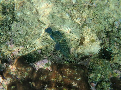 Image of Blue-lined Rock Cod