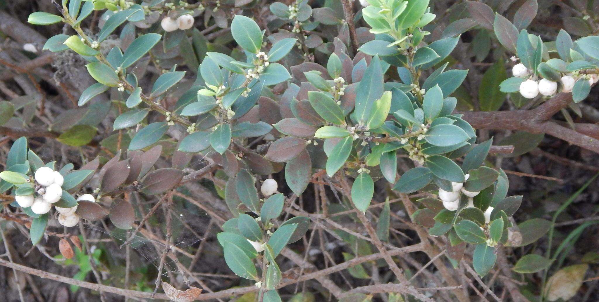 Image de Robsonodendron maritimum (Bolus) R. H. Archer