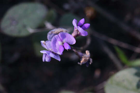 Image of Glycine latifolia (Benth.) C. A. Newell & Hymowitz