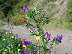 Image of Cretan viper's bugloss