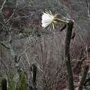 Imagem de Echinopsis thelegonoides (Speg.) H. Friedrich & G. D. Rowley