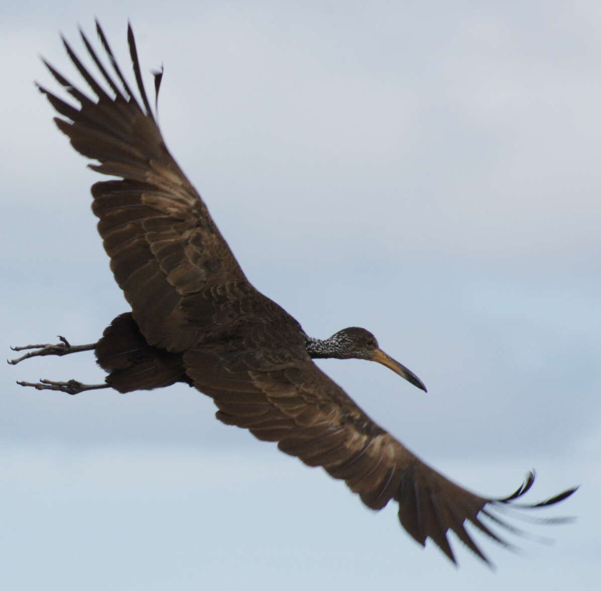 Image of limpkins