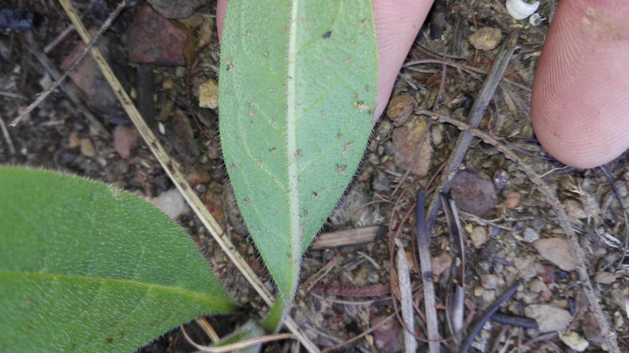 Image of Cynoglossum hispidum Thunb.