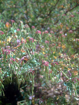 Image de Coronilla valentina L.