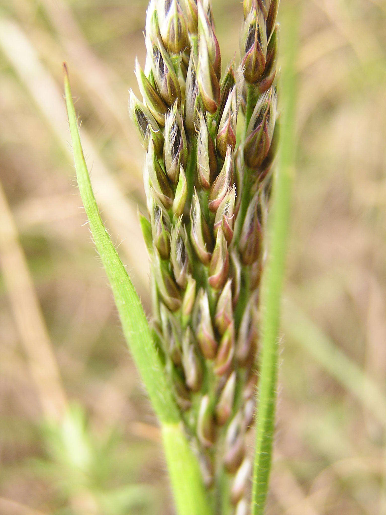 Image of Black-seed grass