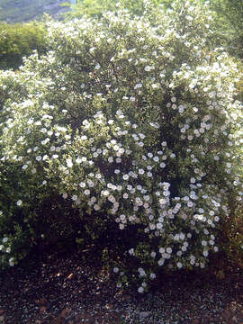 Image of salvia cistus