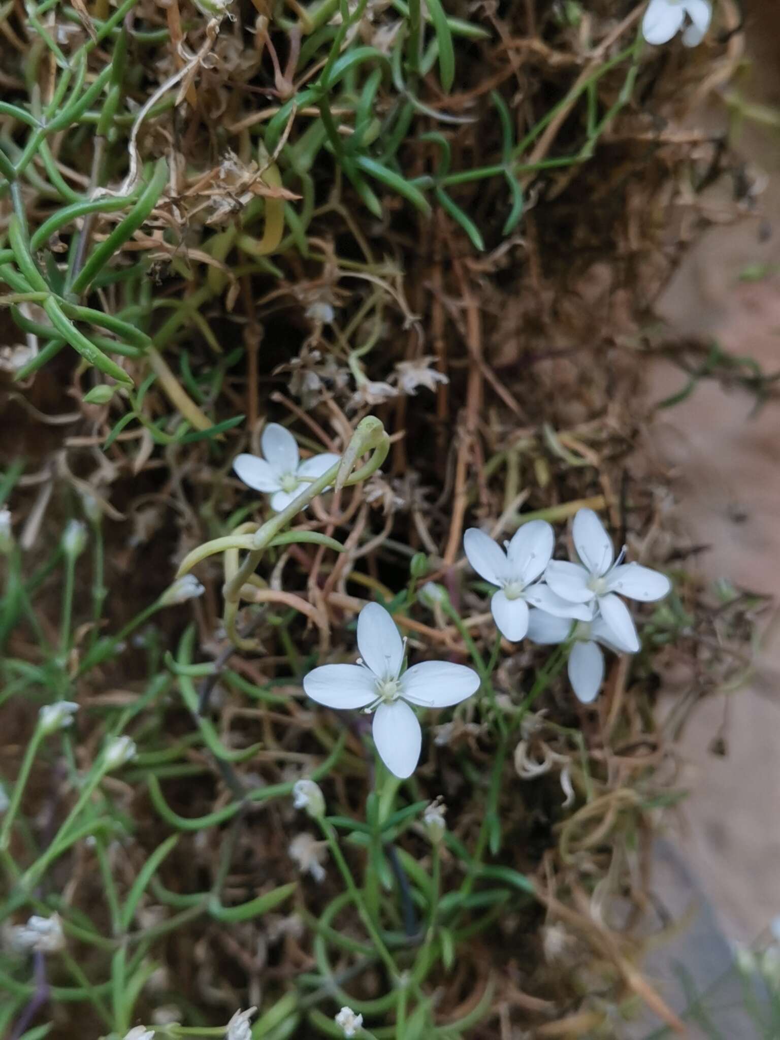 Слика од Moehringia tommasinii Marchesetti