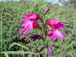 Image of Gladiolus illyricus W. D. J. Koch