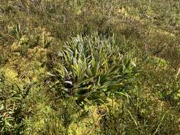 Image of Astelia alpina var. novae-hollandiae Skottsb.