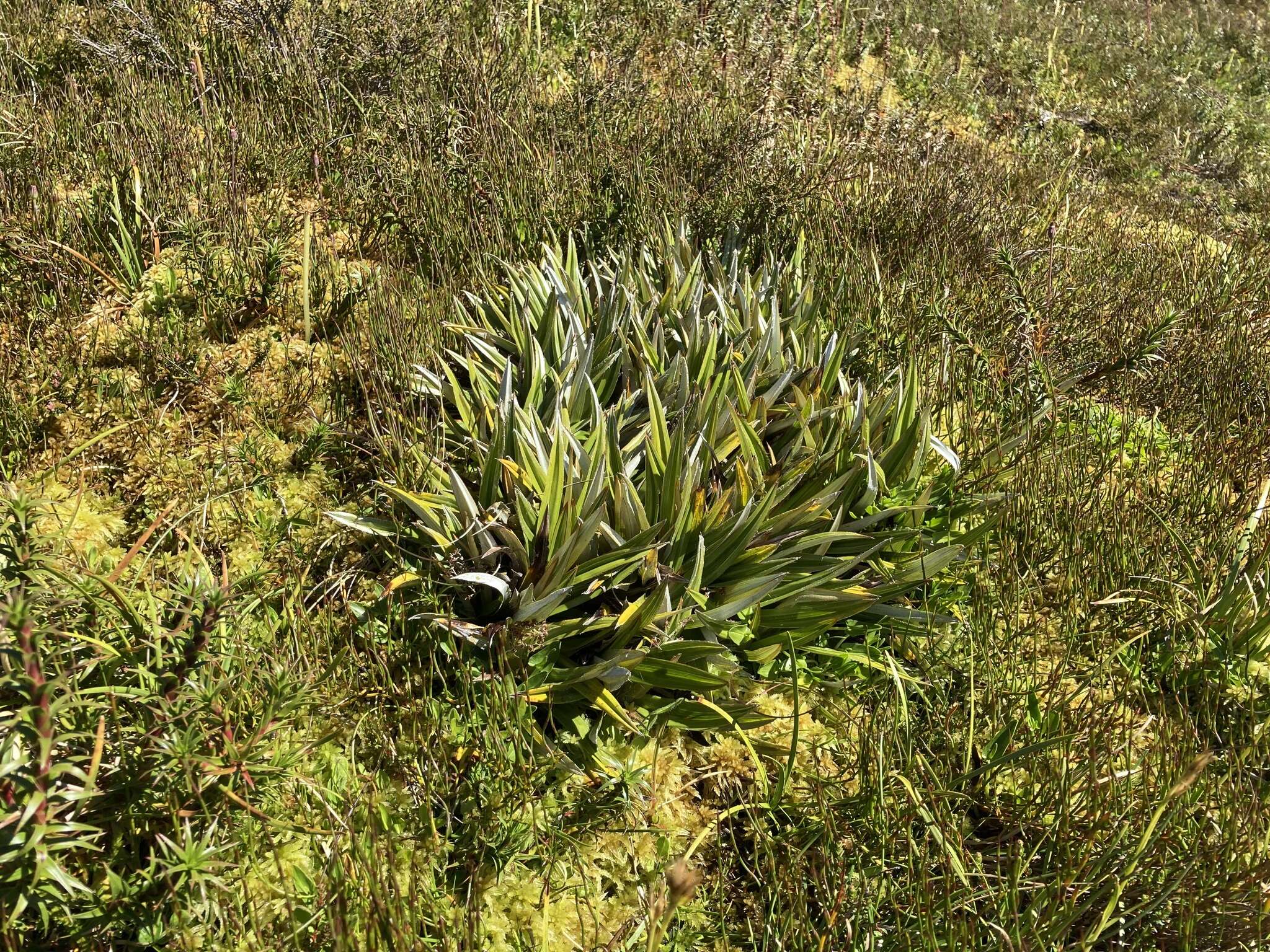 Image of Astelia alpina var. novae-hollandiae Skottsb.