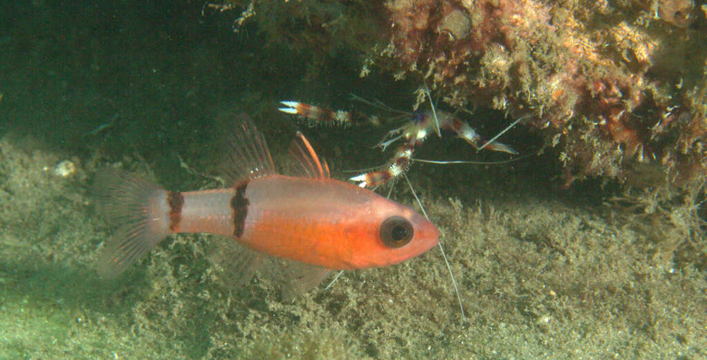 Image of Barred Cardinalfish