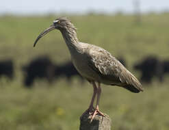 Image of Plumbeous Ibis