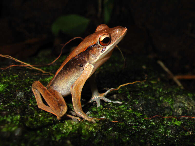 Image of Point-nosed frog