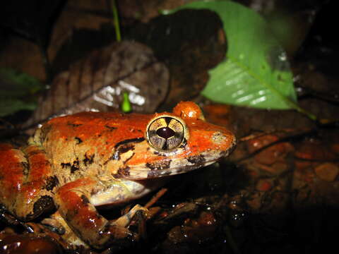 Image of Blyth's River Frog