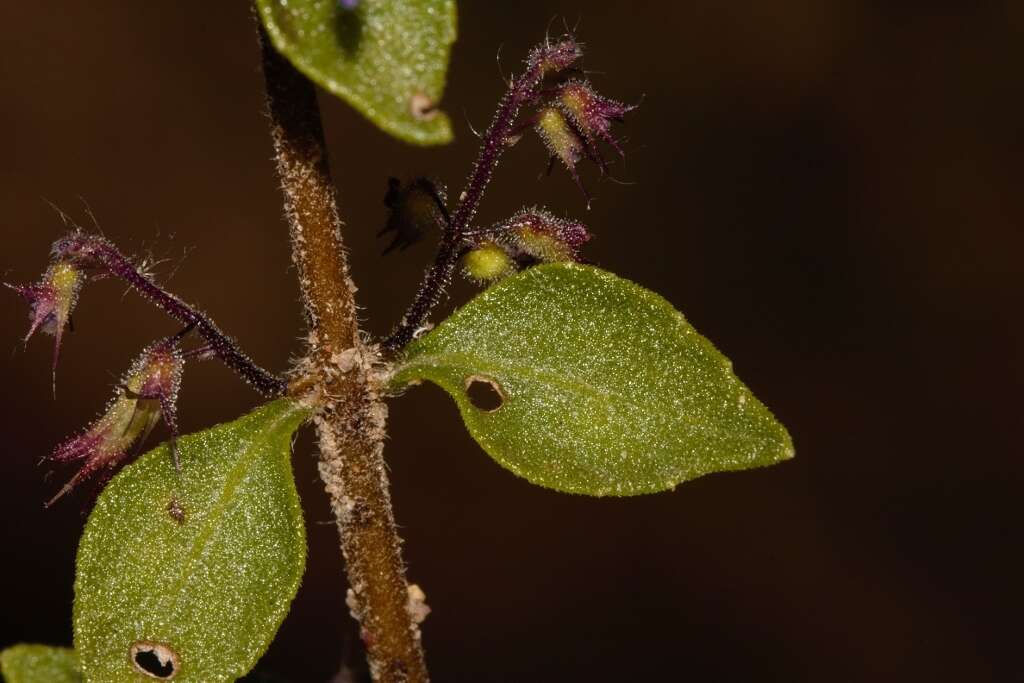 صورة Plectranthus efoliatus (De Wild.) A. J. Paton