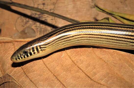 Image of Jointed Worm Lizard