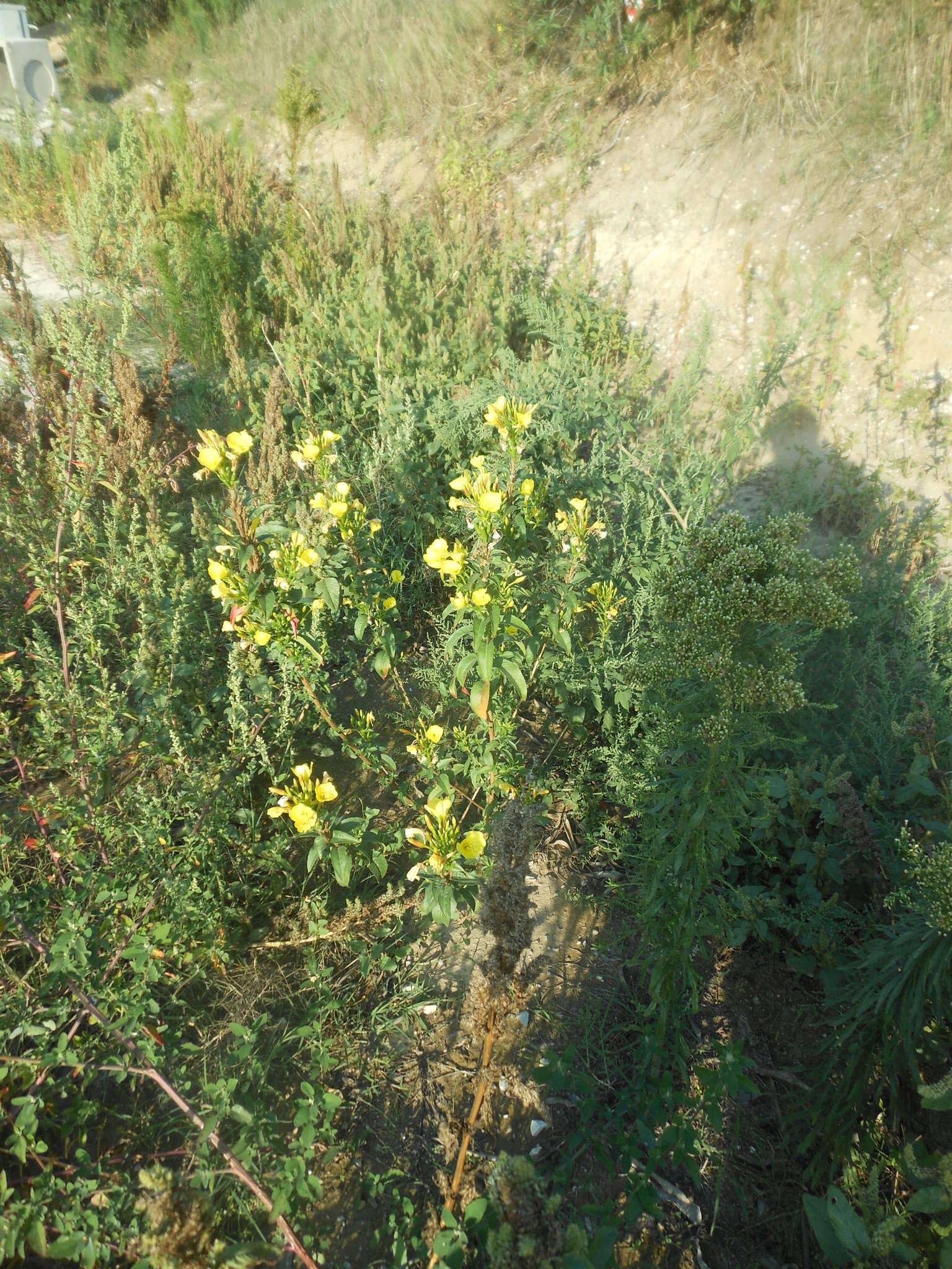 Image of common evening primrose