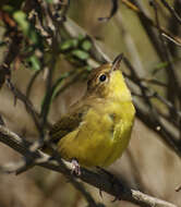 Image of Geothlypis Cabanis 1847