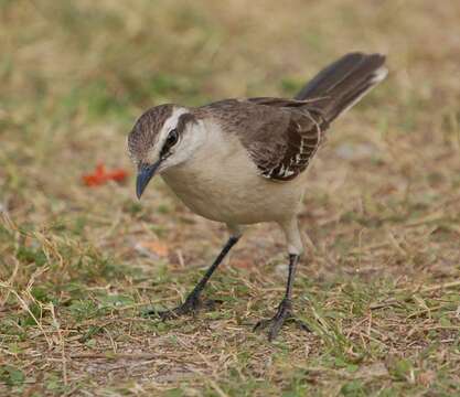 Image of Chalk-browed Mockingbird